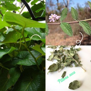 Pitiona y hojas de yerba santa